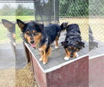 Small #1 Australian Shepherd-Pembroke Welsh Corgi Mix