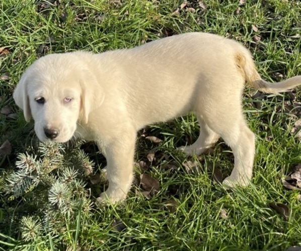 Medium Photo #12 Akbash-Great Pyrenees Mix Puppy For Sale in RIDGEFIELD, WA, USA