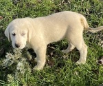 Small Photo #12 Akbash-Great Pyrenees Mix Puppy For Sale in RIDGEFIELD, WA, USA