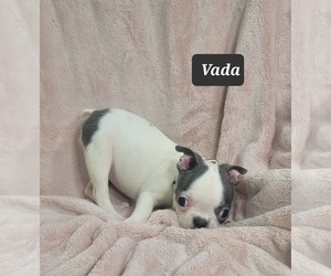Boston Terrier Puppy for sale in MINERAL WELLS, WV, USA