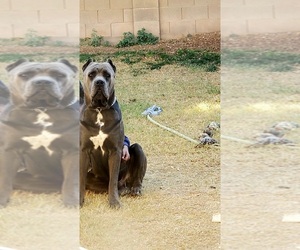 Father of the Cane Corso puppies born on 04/12/2025