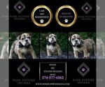 Small #4 Bulldog