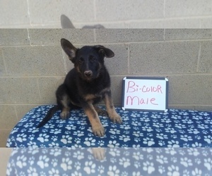 German Shepherd Dog Puppy for sale in LOGAN, OH, USA
