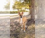 Small #2 Australian Kelpie-Basenji Mix
