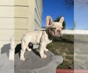 French Bulldog Puppy for sale in TEMECULA, CA, USA