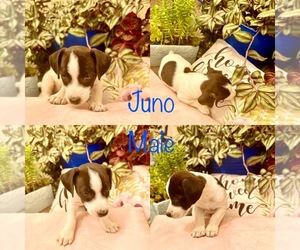 Jack Russell Terrier Puppy for sale in CARMICHAEL, CA, USA