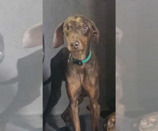 Medium Photo #4 Doberman Pinscher Puppy For Sale in San Diego, CA, USA