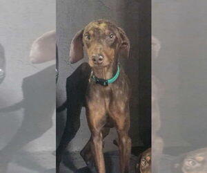 Mickey - Male Doberman Pinscher-Unknown Mix Dog for Adoption - Photo #4