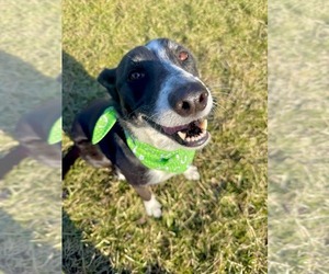 Mutt Dogs for adoption in Germantown, OH, USA