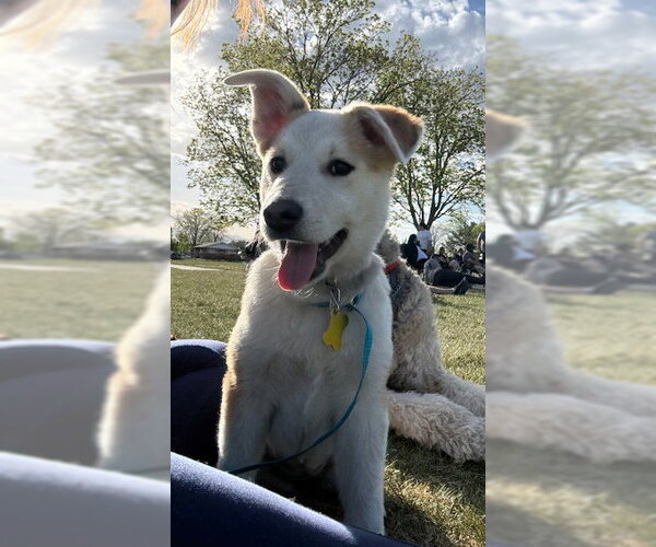 Medium Photo #5 Mutt Puppy For Sale in Sandy, UT, USA