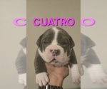 Small Photo #16 American Bully Puppy For Sale in KISSIMMEE, FL, USA