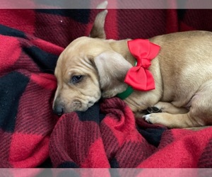 Dachshund Puppy for sale in SAN ANTONIO, TX, USA
