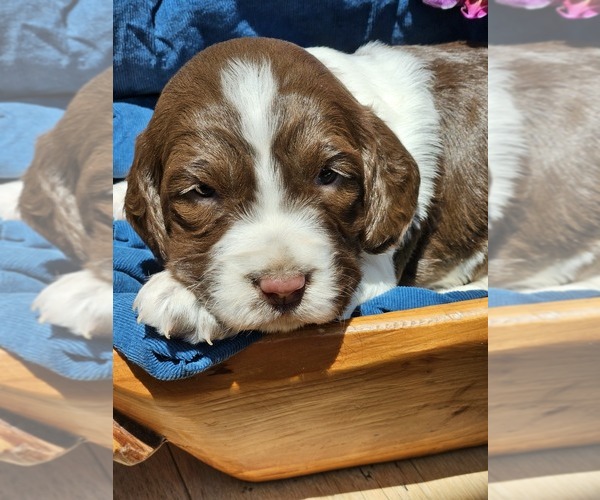 Medium Photo #9 English Springer Spaniel Puppy For Sale in WOOSTER, OH, USA