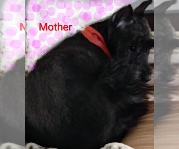 Medium Photo #1 Schnauzer (Miniature) Puppy For Sale in ENID, OK, USA