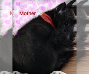 Mother of the Schnauzer (Miniature) puppies born on 04/19/2026