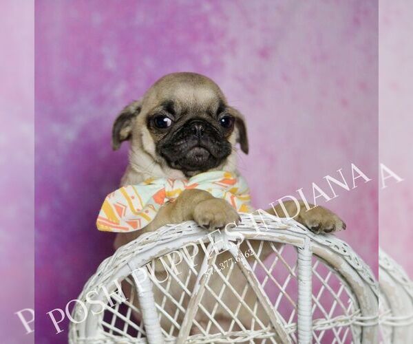 Medium Photo #6 Pug Puppy For Sale in WARSAW, IN, USA