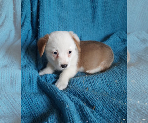 Pembroke Welsh Corgi Puppy for sale in SPOTSYLVANIA, VA, USA