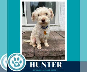 Maltese Dogs for adoption in Kimberton, PA, USA