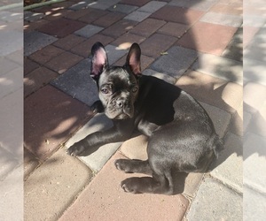 French Bulldog Puppy for sale in FEDERAL HEIGHTS, CO, USA
