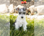 Small #1 Schnauzer (Miniature)