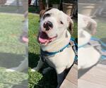 Small #6 Saint Bernard-Staffordshire Bull Terrier Mix