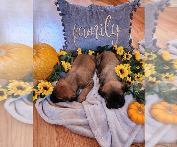 Medium Photo #3 Mastiff Puppy For Sale in ELK, WA, USA