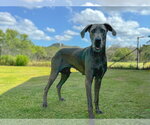 Small #3 Great Dane