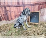 Small #11 Catahoula Leopard Dog