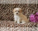 Small #2 Shih-Poo