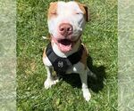 Small #2 American Pit Bull Terrier Mix