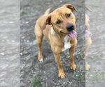 Small #3 Labrador Retriever Mix