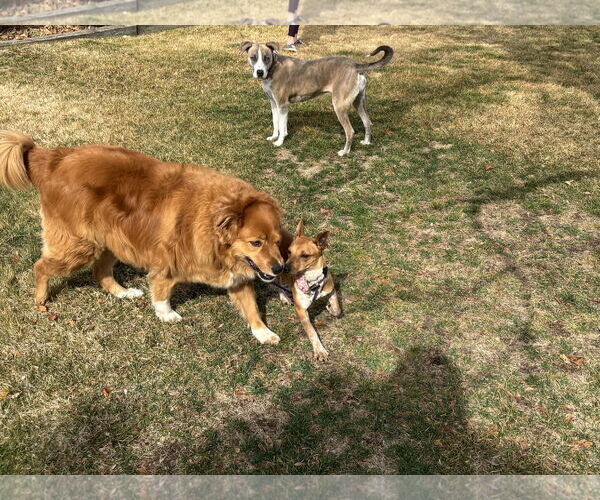 Medium Photo #3 Chihuahua Puppy For Sale in Sandy, UT, USA