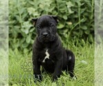 Image preview for Ad Listing. Nickname: Carter