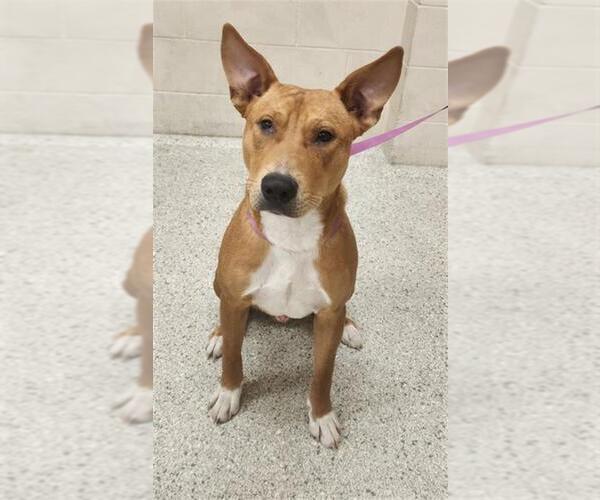 Medium Photo #1 American Pit Bull Terrier-Unknown Mix Puppy For Sale in Conroe, TX, USA