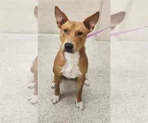 American Pit Bull Terrier-Unknown Mix Dogs for adoption in Conroe, TX, USA