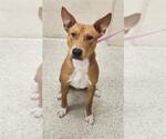 Small American Pit Bull Terrier Mix