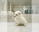 Small Photo #27 Pomeranian Puppy For Sale in CITRUS HEIGHTS, CA, USA