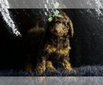 Small #4 Cavapoo