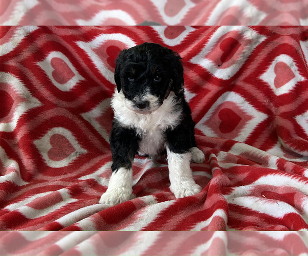 Medium Photo #1 Bordoodle Puppy For Sale in NEW HAVEN, IN, USA