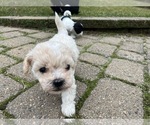 Small Photo #3 Zuchon Puppy For Sale in WELLS, ME, USA