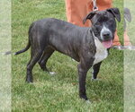Small #1 American Staffordshire Terrier-Boxer Mix