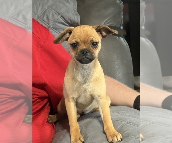 Medium Photo #3 Carlin Pinscher Puppy For Sale in COBB, WI, USA