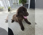 Small Photo #94 Newfoundland Puppy For Sale in TILTON, IL, USA