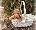 Small #4 Dachshund