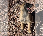 Small Photo #11 Belgian Malinois Puppy For Sale in SAINT GEORGE, UT, USA