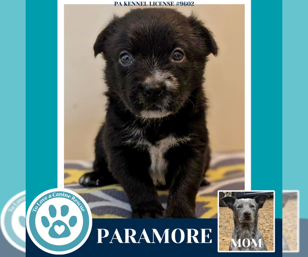 Medium Photo #2 Mutt Puppy For Sale in Kimberton, PA, USA