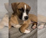 Small #2 Boxer Mix