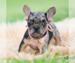 Small #1 French Bulldog