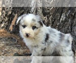 Puppy Zorro Australian Shepherd