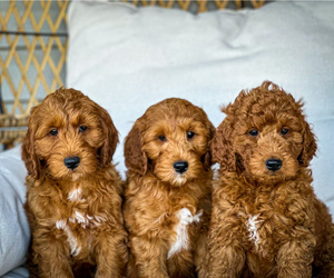 Goldendoodle (Miniature) Puppy for sale in HUNTERTOWN, IN, USA